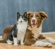 An image of a dog and cat side-by-side.